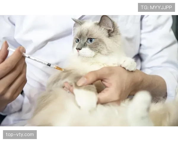 掌敏洁家的猫吃的都比我一个月工资多